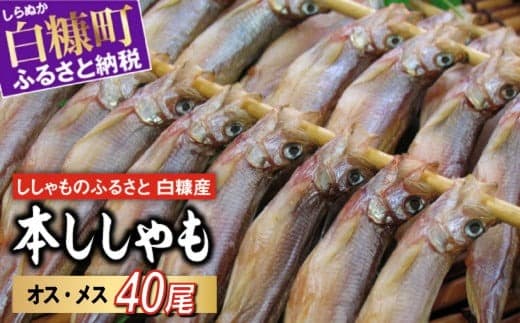 しらぬか産 本ししゃも 40尾 オスメス 各20尾 ししゃも シシャモ 子持ちししゃも 卵 魚卵 魚 魚介 国産 北海道 北海道産 ふるさと納税_A029-1020