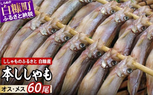 しらぬか産 本ししゃも 60尾 オスメス 各30尾 ししゃも シシャモ 子持ちししゃも 卵 魚卵 魚 魚介 国産 北海道 北海道産 ふるさと納税_A042-1021