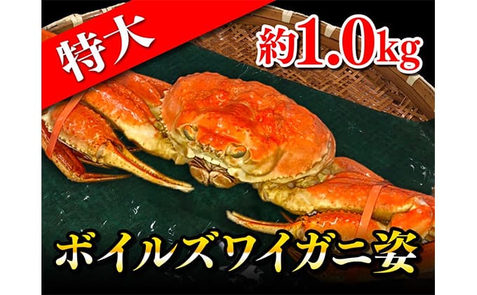 特大ボイルズワイガニ姿 約1.0kg ずわい蟹 ずわいガニ 蟹 カニ