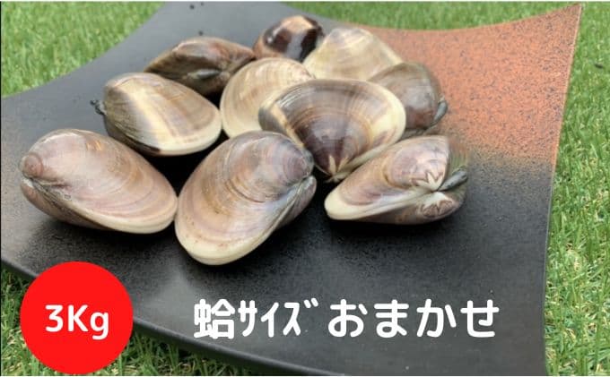 地元漁師が厳選!”天然蛤”ご注文時お勧めサイズお任せセット3kg入り 海鮮 魚介類 魚貝類 貝 はまぐり たっぷり 3kg