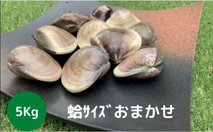 地元漁師が厳選!”天然蛤”ご注文時お勧めサイズお任せセット5kg入り 海鮮 魚介類 魚貝類 貝 はまぐり たっぷり 5kg