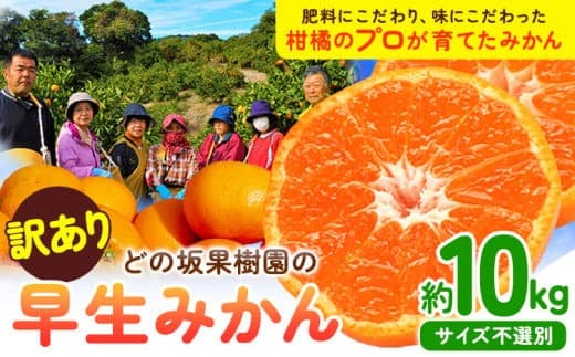 みかん 和歌山 訳あり 早生 みかん 10kg ( サイズ おまかせ ) どの坂果樹園《12月上旬-2027年2月上旬頃出荷予定》 和歌山県 サイズ 不選別 訳あり みかん わけあり みかん 10kg みかん---wsh_dsk33_12j1m_24_13000_10kg--- (管理コード:wsh_dsk33_12j1m_24_13000_10kg)