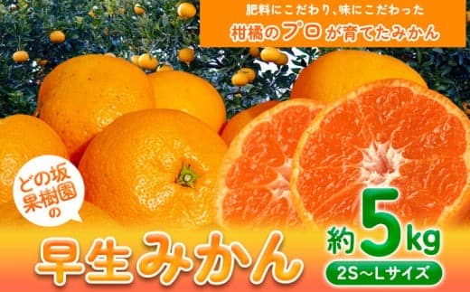 【果物・フルーツ特集】早生 みかん 約 5kg (2S~Lサイズ) どの坂果樹園《12月上旬-2027年2月上旬頃出荷》 和歌山県 日高町 みかん 早生 旬 柑橘 フルーツ 果物 蜜柑 ミカン 先行予約--- wsh_dsk52_12j2j_25_10000_5kg--- (管理コード:wsh_dsk52_12j2j_25_10000_5kg)