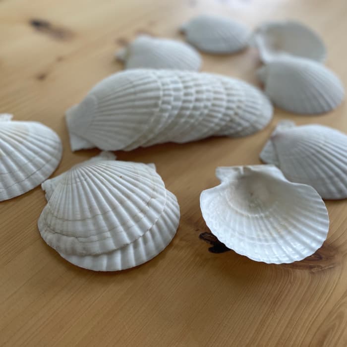 6-5 【年内発送12月15日入金まで】ホタテの貝皿(20枚) within2025