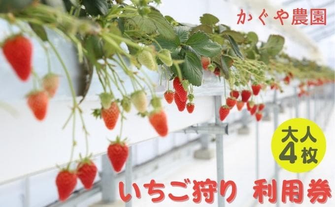 かぐや農園 いちご狩り 利用券 大人4枚《2025年12月10日~2026年5月31日ご利用可能》 体験チケット いちご狩り券 高設栽培 いちご食べ放題 フルーツ狩り お出かけ