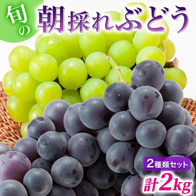 【令和8年産】ぶどう 2種類 セット 品種おまかせ 2kg 3~4房入 食べ比べ 旬 朝採れ 種無し 兵庫県産 農家直送 果物 果物類 フルーツ デザート ギフト 詰め合わせ 化粧箱入り 甘い