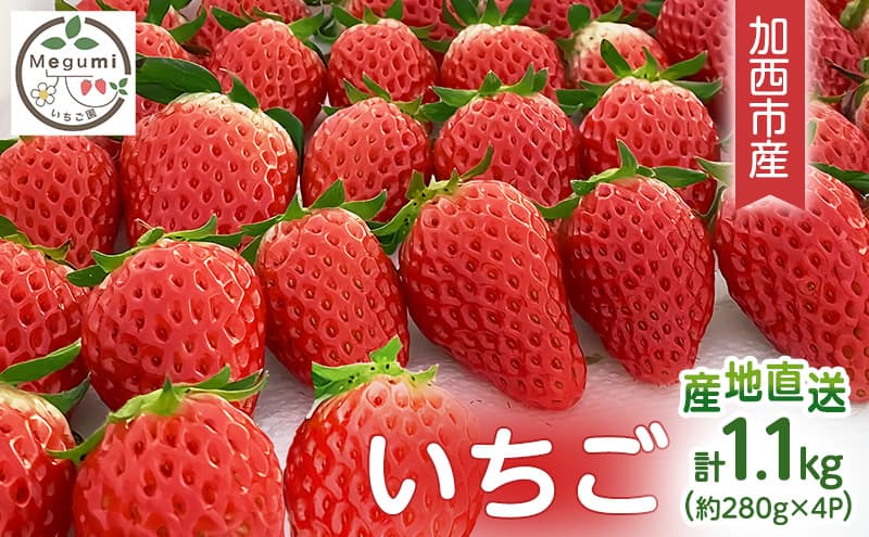 いちご 4パック 兵庫県 加西市 果物類 苺 イチゴ 果物詰合せ フルーツ