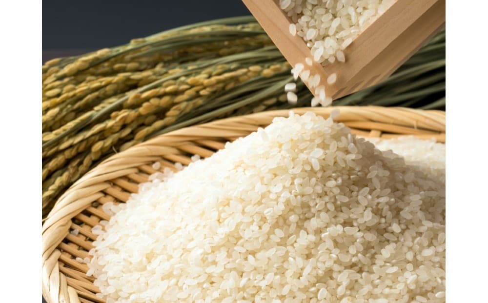 福岡限定のお米「めし丸 元気つくし」5kg×1袋 令和7年産