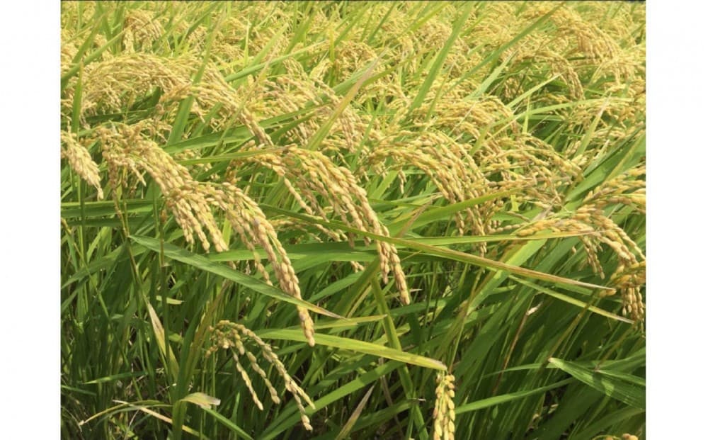 福岡限定のお米「めし丸 元気つくし」2kg×1袋 令和7年産