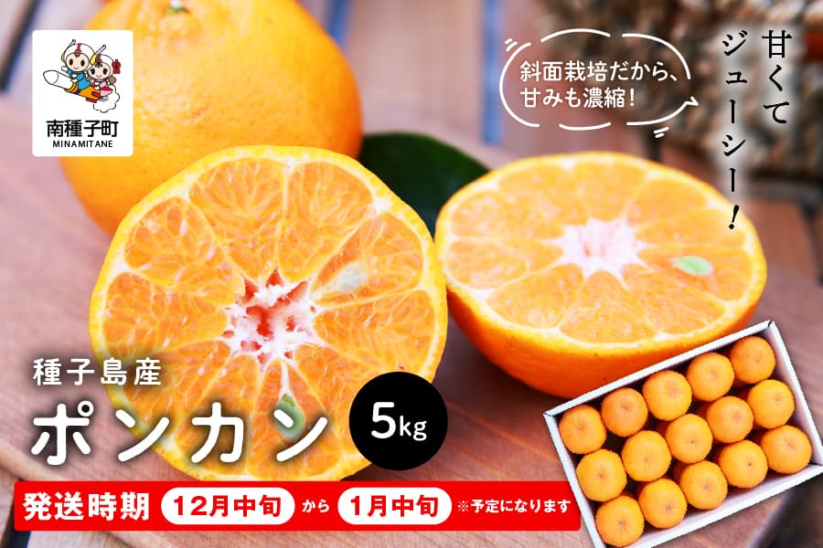 《先行予約》種子島産ポンカン5kg(24玉~30玉) 《2026年12月中旬頃~1月中旬頃順次発送》