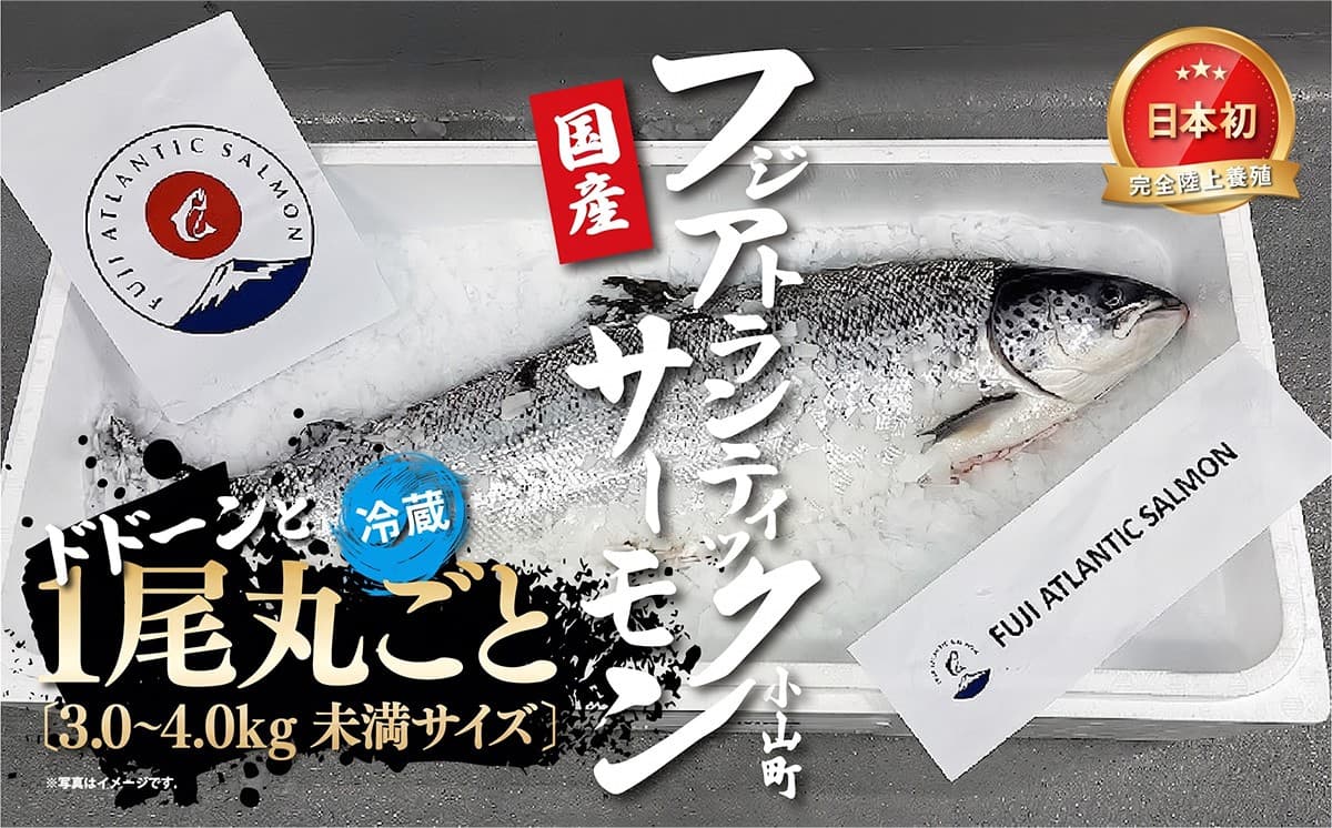 日本初 完全陸上養殖 フジアトランティックサーモン 冷蔵 1尾丸ごと( 3.0~4.0kg未満サイズ )