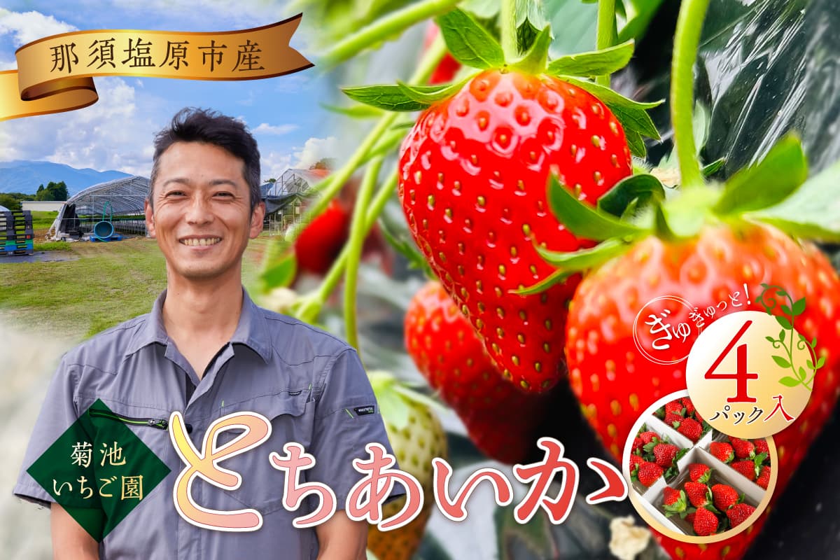 菊池いちご園 とちあいか 那須塩原市産 4パック入り ns024-001 【いちご 果物 フルーツ とちあいか デザート 甘い 国産】(6389282)
