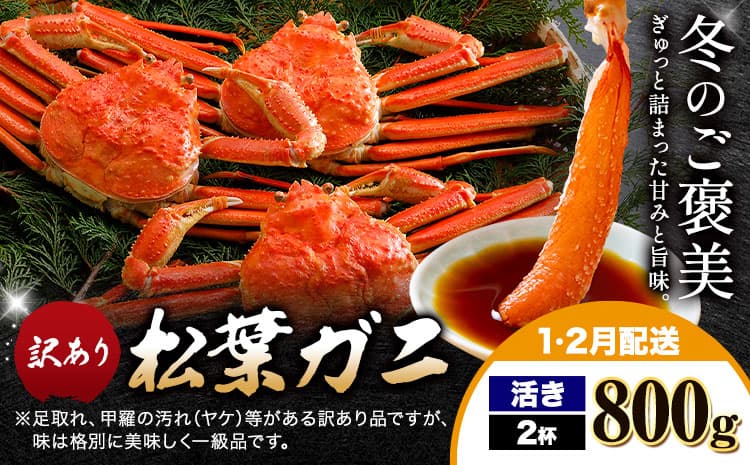 カニ 松葉ガニ 訳あり 400g×2杯 活き《1月・2月出荷》SOO合同会社 鳥取県 八頭町 送料無料 蟹 かに 姿 鍋 ズワイガニ ズワイ蟹 ボイル 松葉ガニ 訳アリ---yazu_soo_165_400g---
