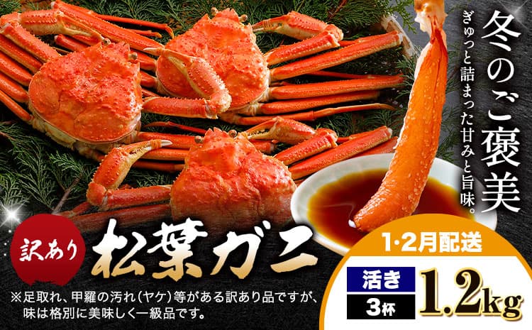 カニ 松葉ガニ 訳あり 400g×3杯 活き《1月・2月出荷》SOO合同会社 鳥取県 八頭町 送料無料 蟹 かに 姿 鍋 ズワイガニ ズワイ蟹 ボイル 松葉ガニ 訳アリ---yazu_soo_167_400g---