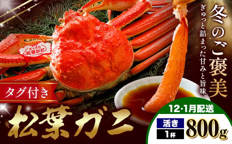 カニ 松葉ガニ 活き 800g×1杯《12月上旬~1月末頃出荷》SOO合同会社 鳥取県 八頭町 送料無料 蟹 かに 姿 鍋 松葉ガニ---yazu_soo_179_800g---