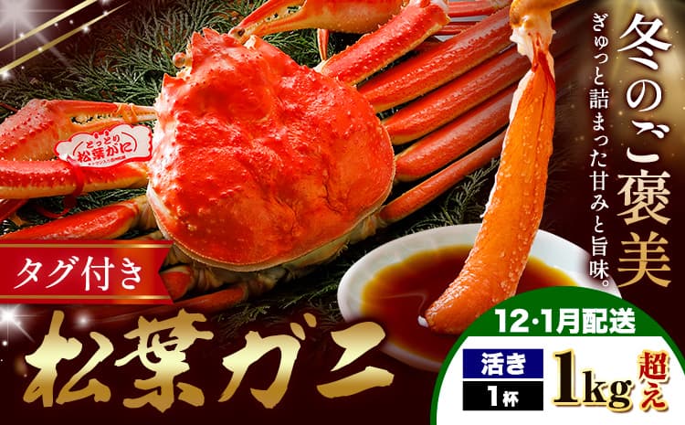 カニ 松葉ガニ 活き 1kg超え×1杯《12月上旬~1月末頃出荷》SOO合同会社 鳥取県 八頭町 送料無料 蟹 かに 姿 鍋 松葉ガニ---yazu_soo_177_1kg---