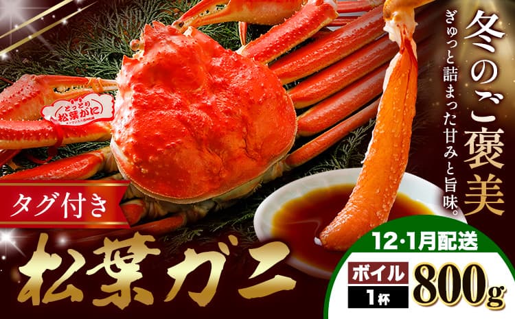 カニ 松葉ガニ ボイル 800g×1杯《12月上旬~1月末頃出荷》SOO合同会社 鳥取県 八頭町 送料無料 蟹 かに 姿 鍋 松葉ガニ---yazu_soo_180_800g---