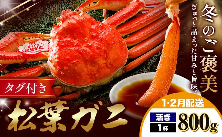 カニ 松葉ガニ 活き 800g×1杯《1月・2月出荷》SOO合同会社 鳥取県 八頭町 送料無料 蟹 かに 姿 鍋 松葉ガニ---yazu_soo_183_400g---