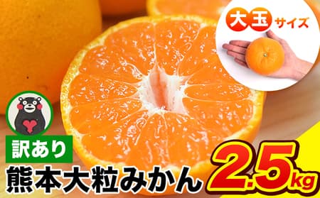 <先行予約>みかん ご家庭用 熊本 大粒みかん 約2.5kg (3L~5Lサイズ)大玉 みかん 先行予約 熊本 ちょっと 訳あり 傷 たっぷり 熊本県産 熊本県 期間限定 フルーツ 旬 柑橘 長洲町 大粒みかん《2027年1月中旬-2月末頃より出荷予定》---fn_notbmkn_bc1_r8_4500_2500g---