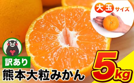 <先行予約>みかん ご家庭用 熊本 大粒みかん 約5kg (3L~5Lサイズ)大玉 みかん 先行予約 熊本 ちょっと 訳あり 傷 たっぷり 熊本県産 熊本県 期間限定 フルーツ 旬 柑橘 長洲町 大粒みかん《2027年1月中旬-2月末頃より出荷予定》---fn_notbmkn_bc1_r8_7000_5kg---
