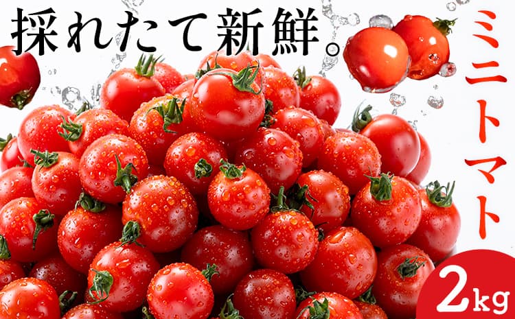 ミニトマト とれたてミニトマト 2kg トマト 野菜 サラダ ダイエット おやつ パスタ マリネ 有機肥料 ミニトマト宮本《1月中旬-6月中旬頃出荷》 熊本県 長洲町 送料無料 トマト とまと 野菜 国産 熊本県産---sn_miyamtmt_q16_r7_10000_2k---