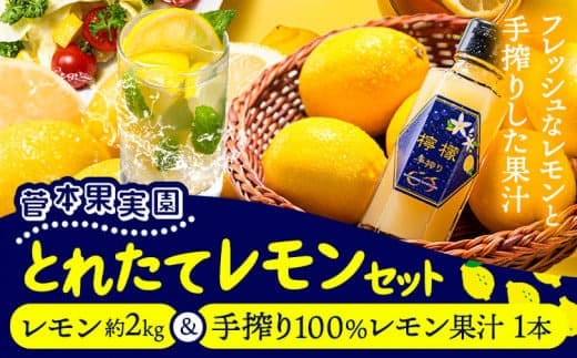 レモン 約2kg と 手搾り100%レモン果汁 1本 セット《12月中旬-2月末頃出荷》【日付指定不可】熊本県 玉名郡 玉東町 菅本果実園 檸檬 レモンジュース レモネード はちみつレモン---gkt_sgm_9_2kg1h--- (管理コード:gkt_sgm_9_2kg1h)