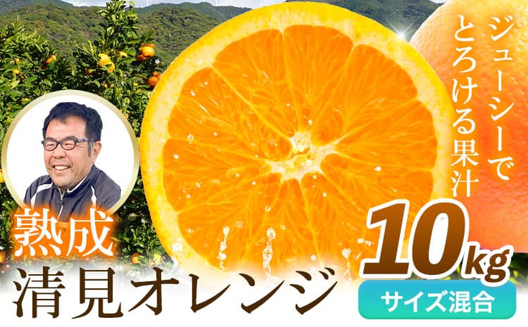 【果物・フルーツ特集】熟成清見オレンジ 10kg どの坂果樹園《2026年3月上旬-5月中旬頃出荷》 和歌山県 日高川町 清見オレンジ 旬 柑橘 フルーツ 果物 オレンジ 熟成---wshg_dsk60_3j5c_25_15000_10kg--- (管理コード:wshg_dsk60_3j5c_25_15000_10kg)
