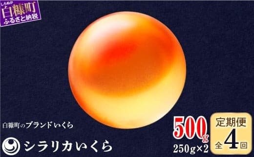 年4回お届け定期便 シラリカいくら(生いくら) 500g(250g×2) お好みに味付けができます いくら イクラ 生いくら 生イクラ いくら醤油漬 小分け 鮭いくら 鮭イクラ イクラ醤油漬 鮭 鮭卵 いくら醤油漬け ikura 醤油いくら 醤油イクラ 冷凍いくら いくら無添加 いくら鮭 ふるさと納税 ふるさとチョイス チョイス 北海道 白糠町_K124-0923