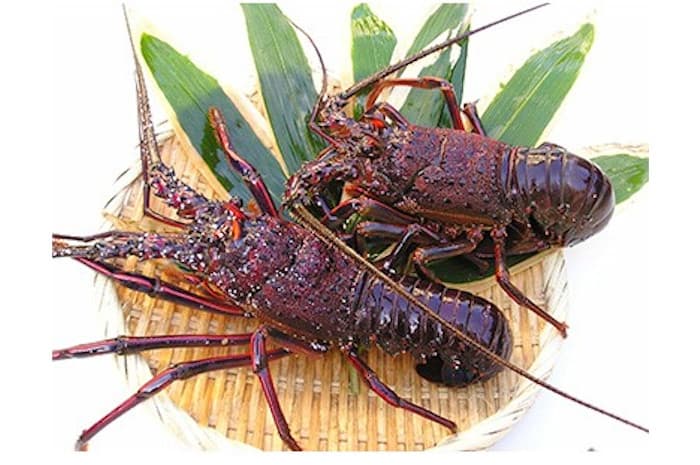 辻水産の活き締め冷凍伊勢エビ Jセット