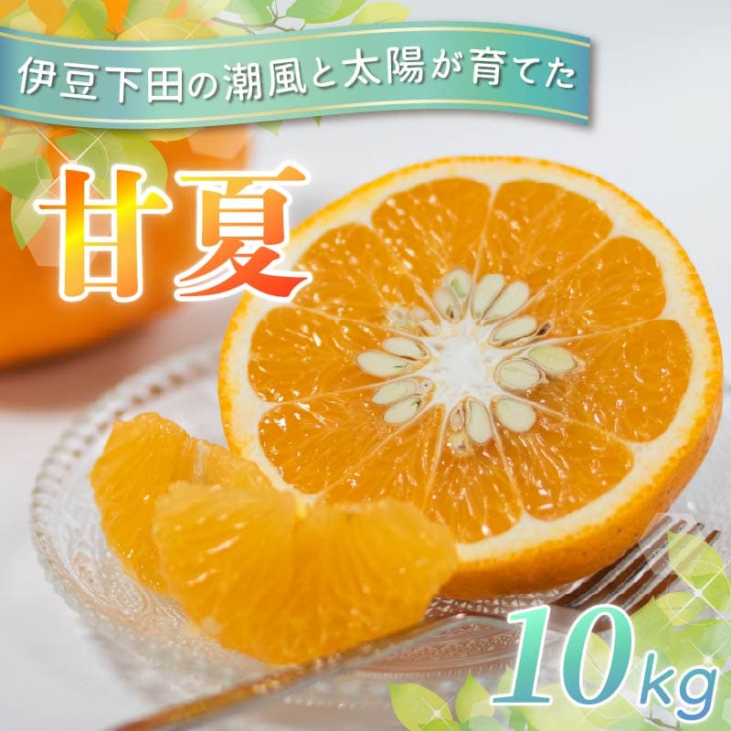 【ロ】 甘夏 10kg 先行予約 4月より順次発送 旬 柑橘 あまなつ みかん ミカン オレンジ orange フルーツ 果物 くだもの 甘夏みかん 国産 季節限定 産地直送 静岡県産 横山商店 静岡県 伊豆 下田 下田市 PTS060-00001