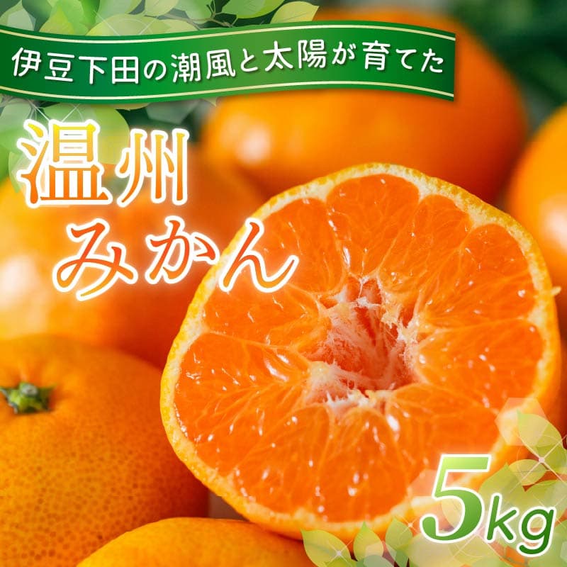 【ロ】 みかん 温州みかん 5kg 先行予約 10月より順次発送 旬 柑橘 蜜柑 ミカン オレンジ orange フルーツ 果物 くだもの 温州 国産 季節限定 産地直送 静岡県産 横山商店 静岡県 伊豆 下田 下田市 PTS060-00003