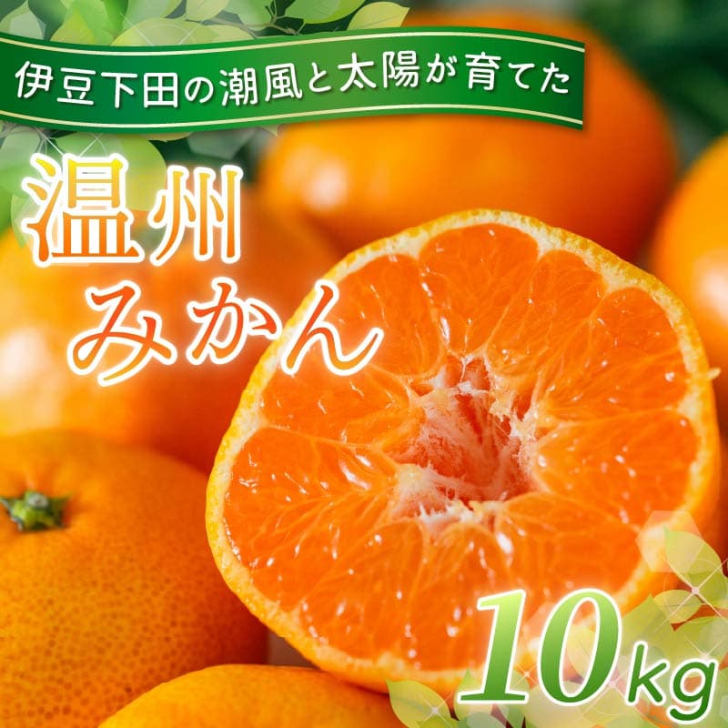 【ロ】 みかん 温州みかん 10kg 先行予約 10月より順次発送 旬 柑橘 蜜柑 ミカン オレンジ orange フルーツ 果物 くだもの 温州 国産 季節限定 産地直送 静岡県産 横山商店 静岡県 伊豆 下田 下田市 PTS060-00004