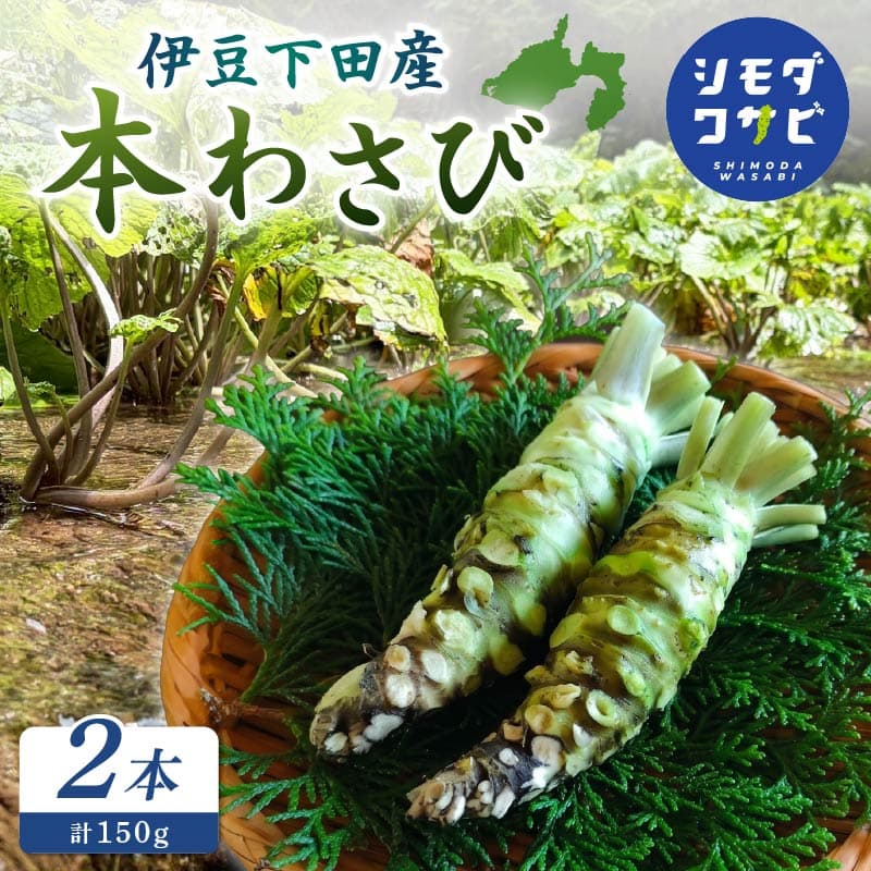 【ロ】 わさび 伊豆下田産 本わさび 2本 セット 計150g ワサビ 生わさび 国産 産地直送 刺身 料理 ステーキ 薬味 わさび丼 和食 調味料 香味野菜 根菜 山葵 世界農業遺産 伝統農法 畳石式わさび田 シモダワサビ 伊豆 下田 静岡県