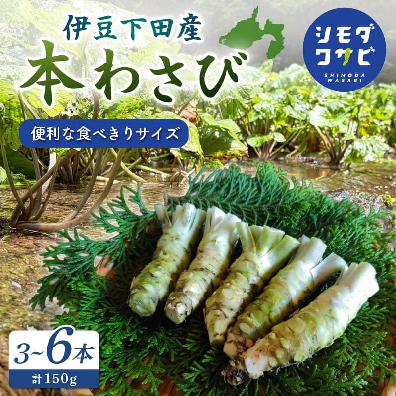 【ロ】 わさび 伊豆下田産 本わさび 食べきりサイズ 3~6本 セット 計150g 使い切り ワサビ 生わさび 国産 産地直送 刺身 料理 ステーキ 薬味 わさび丼 和食 調味料 香味野菜 根菜 山葵 世界農業遺産 伝統農法 畳石式わさび田 シモダワサビ 伊豆 下田 静岡県