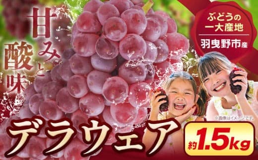 【果物・フルーツ特集】デラウェア【2026年先行予約】【一大産地からのお届け】デラウェア 約1.5kg《2026年7月上旬-8月中旬頃出荷》デラウェア ぶどう 葡萄 ブドウ デラウェア デラウェア ぶどう 葡萄 ブドウ デラウェア デラウェア ぶどう 葡萄 ブドウ デラウェア デラウェア ぶどう 葡萄 ブドウ デラウェア デラウェア ぶどう 葡萄 ブドウ デラウェア ---habikino_lcl_3_2--- (管理コード:habikino_lcl_3_2)