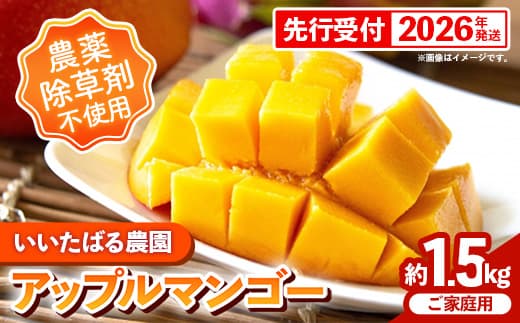 【先行受付】【2026年発送】いいたばる農園の家庭用アップルマンゴー約1.5kg - ご家庭用 先行予約 沖縄県産 産地直送 農薬不使用 除草剤不使用 南国フルーツ 旬の味覚 マンゴー オススメ 沖縄県 八重瀬町