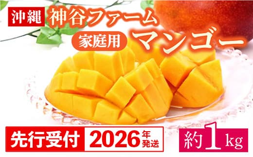 【先行受付】【2026年発送】神谷ファームのマンゴー(家庭用)約1Kg - 先行予約 沖縄県産 産地直送 南国フルーツ 旬の味覚 季節の果物 ご自宅用 沖縄マンゴー 沖縄県 八重瀬町(管理コード:m/kamiya012)