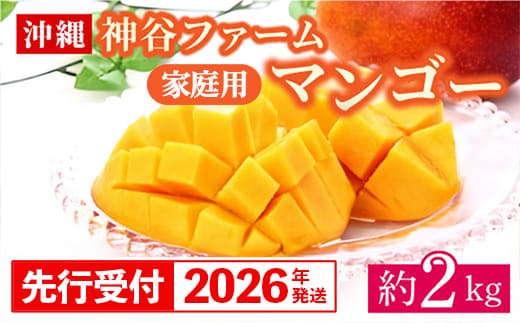 【先行受付】【2026年発送】神谷ファームのマンゴー(家庭用)約2Kg - 先行予約 沖縄県産 産地直送 南国フルーツ 旬の味覚 季節の果物 ご自宅用 沖縄マンゴー 沖縄県 八重瀬町(管理コード:m/kamiya013)