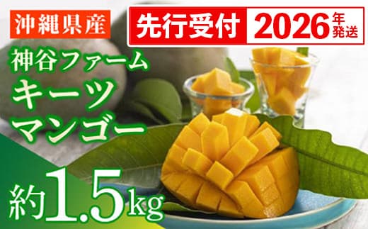 【先行受付】【2026年発送】神谷ファームのキーツマンゴー 約1.5kg - 先行予約 沖縄県産 産地直送 南国フルーツ 旬の味覚 季節の果物 希少種 贈り物 ギフト 沖縄県 八重瀬町(管理コード:m/kamiya009)