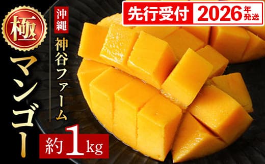 【化粧箱入】【先行受付・2026年発送】神谷ファームのマンゴー(極)約1Kg - 先行予約 沖縄県産 産地直送 南国フルーツ 旬の味覚 季節の果物 贈り物 ギフト 沖縄県 八重瀬町(管理コード:m/kamiya005)