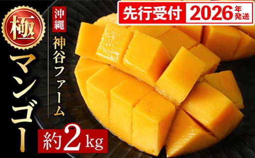 【化粧箱入】【先行受付・2026年発送】神谷ファームのマンゴー(極)約2Kg - 先行予約 沖縄県産 産地直送 南国フルーツ 旬の味覚 季節の果物 贈り物 ギフト 沖縄県 八重瀬町(管理コード:m/kamiya007)
