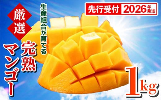 【先行受付】【2026年発送】生産組合が育てる厳選・完熟マンゴー約1kg - 先行予約 沖縄県産 産地直送 南国フルーツ アップルマンゴー 旬の味覚 季節の果物 贈り物 沖縄県 八重瀬町(管理コード:m/nettai001)