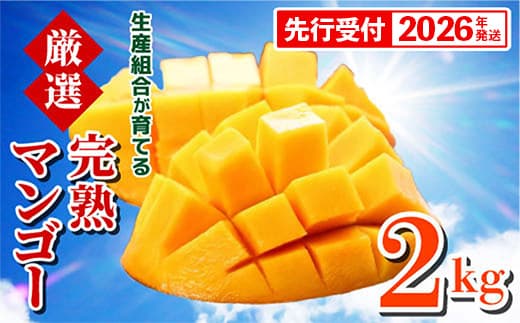 【先行受付】【2026年発送】生産組合が育てる厳選・完熟マンゴー約2kg - 先行予約 沖縄県産 産地直送 南国フルーツ アップルマンゴー 旬の味覚 季節の果物 贈り物 沖縄県 八重瀬町 (管理コード:m/nettai002)