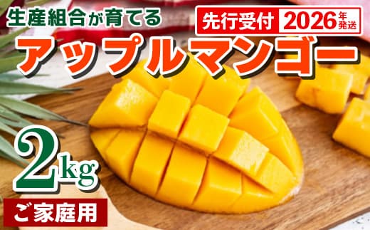 【先行受付】【2026年発送】生産組合が育てるアップルマンゴー約2kg(家庭用)- 先行予約 沖縄県産 産地直送 南国フルーツ 旬の味覚 季節の果物 ご自宅用 沖縄マンゴー 沖縄県 八重瀬町(管理コード:m/nettai003)