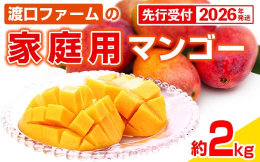【先行受付】【2026年発送】渡口ファームの家庭用マンゴー約2kg - 先行予約 沖縄県産 産地直送 南国フルーツ 旬の味覚 季節の果物 ご自宅用 沖縄マンゴー 沖縄県 八重瀬町(管理コード:m/toguchi003)