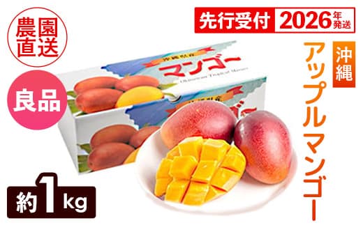 【化粧箱入】【先行受付・2026年発送】ヤマト農園 アップルマンゴー約1kg(良品)- 先行予約 沖縄県産 産地直送 南国フルーツ 旬の味覚 季節の果物 贈り物 ギフト 沖縄県 八重瀬町