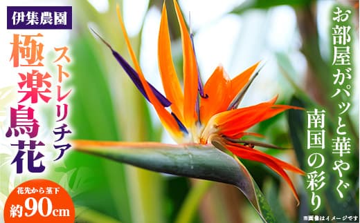 伊集農園がお届けする 極楽鳥花(ストレリチア)(約10本入り)- 産地直送 沖縄県産 生花 エキゾチック 贈り物 花 フラワー 新鮮 インテリア 沖縄県 八重瀬町