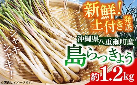 【先行受付】新地農園 沖縄県産 島らっきょう 約1.2kg - 生らっきょう 国産 先行予約 塩漬け 浅漬け 甘酢漬け 漬物 天ぷら チャンプルー 土付き おすすめ 送料無料 八重瀬町
