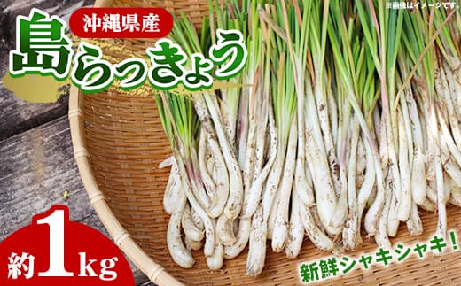 【産地直送】南国フーズの島らっきょう約1kg - 国産 生らっきょう 甘酢漬け 漬物 天ぷら チャンプルー おすすめ 送料無料 沖縄県 八重瀬町産