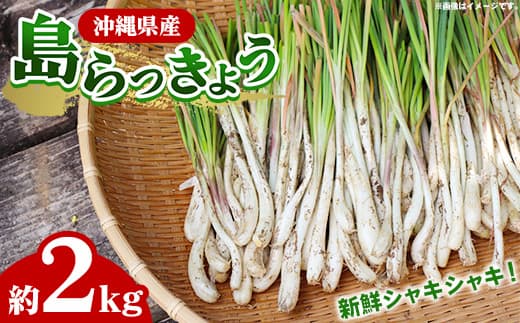 【産地直送】南国フーズの島らっきょう約2kg - 国産 生らっきょう 甘酢漬け 漬物 天ぷら チャンプルー おすすめ 送料無料 沖縄県 八重瀬町産